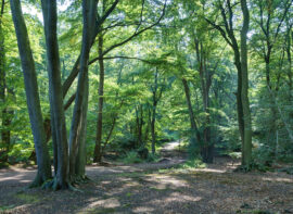 Epping_Forest_Centenary_Walk-scaled.jpg